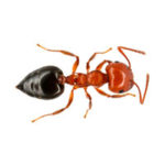 Acrobat ants Batzner Pest Control in Wisconsin - Serving New Berlin, Green Bay, Milwaukee, Madison, Racine and surrounding areas