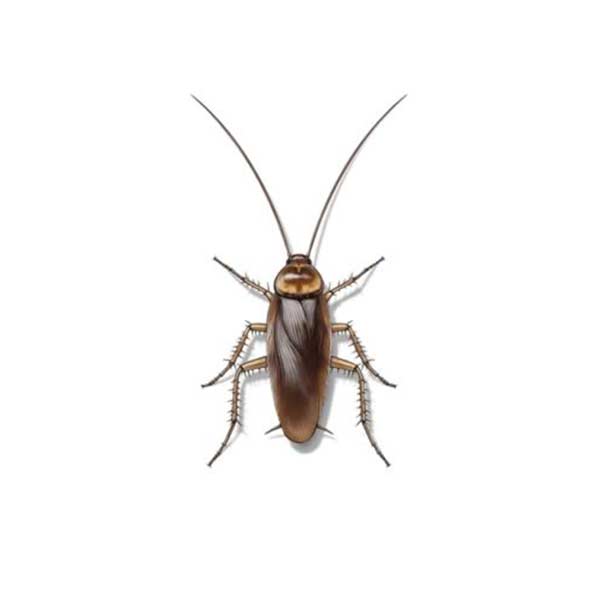 Cockroaches