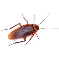 American cockroach control at Batzner Pest Control in Wisconsin - Serving New Berlin, Green Bay, Milwaukee, Madison, Racine and surrounding areas