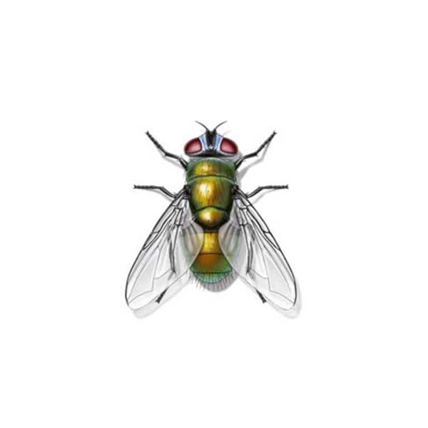 Flies