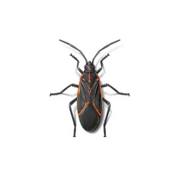 Crawling Insects