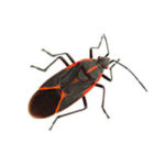 Boxelder bug control at Batzner Pest Control in Wisconsin - Serving New Berlin, Green Bay, Milwaukee, Madison, Racine and surrounding areas