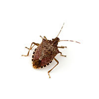 Brown marmorated stink bug control at Batzner Pest Control in Wisconsin - Serving New Berlin, Green Bay, Milwaukee, Madison, Racine and surrounding areas