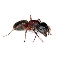 Carpenter ant control at Batzner Pest Control in Wisconsin - Serving New Berlin, Green Bay, Milwaukee, Madison, Racine and surrounding areas