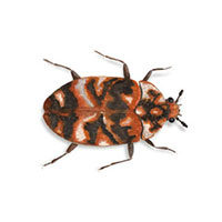 Varied carpet beetle control at Batzner Pest Control in Wisconsin - Serving New Berlin, Green Bay, Milwaukee, Madison, Racine and surrounding areas