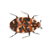 Carpet Beetles  Nebraska Extension in Lancaster County