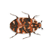 Varied carpet beetle control at Batzner Pest Control in Wisconsin - Serving New Berlin, Green Bay, Milwaukee, Madison, Racine and surrounding areas