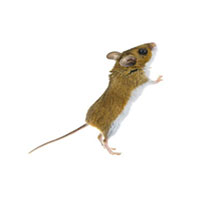 Deer mouse identification in Wisconsin - Batzner Pest ControlServing New Berlin, Green Bay, Milwaukee, Madison, Racine and surrounding areas.