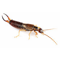Earwig control at Batzner Pest Control in Wisconsin - Serving New Berlin, Green Bay, Milwaukee, Madison, Racine and surrounding areas