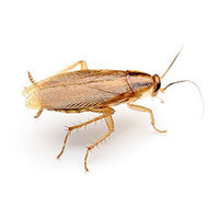 German cockroach control at Batzner Pest Control in Wisconsin - Serving New Berlin, Green Bay, Milwaukee, Madison, Racine and surrounding areas