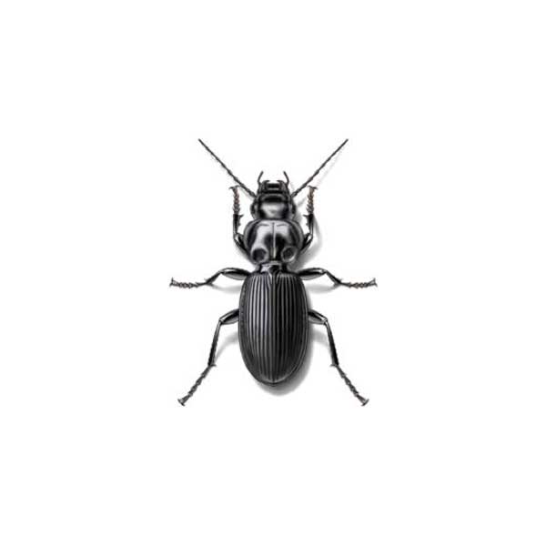 Beetles