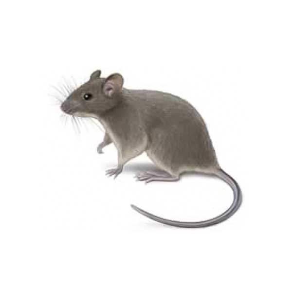 Rodents