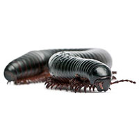 Millipede control at Batzner Pest Control in Wisconsin - Serving New Berlin, Green Bay, Milwaukee, Madison, Racine and surrounding areas