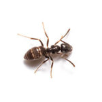 Odorous house ant control at Batzner Pest Control in Wisconsin - Serving New Berlin, Green Bay, Milwaukee, Madison, Racine and surrounding areas