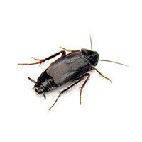Oriental cockroach control at Batzner Pest Control in Wisconsin - Serving New Berlin, Green Bay, Milwaukee, Madison, Racine and surrounding areas