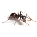 Pavement ant control at Batzner Pest Control in Wisconsin - Serving New Berlin, Green Bay, Milwaukee, Madison, Racine and surrounding areas