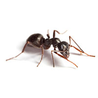 Pavement Ant Identification Habits Behavior Batzner Pest