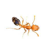 Pharaoh ant control at Batzner Pest Control in Wisconsin - Serving New Berlin, Green Bay, Milwaukee, Madison, Racine and surrounding areas