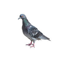 Pigeon control at Batzner Pest Control in Wisconsin - Serving New Berlin, Green Bay, Milwaukee, Madison, Racine and surrounding areas