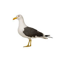 Seagull Identification, Habit & Behavior | Batzner Pest Control in 