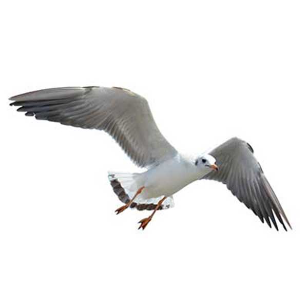 Birds