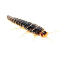 Silverfish control at Batzner Pest Control in Wisconsin - Serving New Berlin, Green Bay, Milwaukee, Madison, Racine and surrounding areas