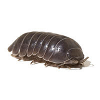 Sowbug and pillbug control at Batzner Pest Control in Wisconsin - Serving New Berlin, Green Bay, Milwaukee, Madison, Racine and surrounding areas