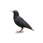 Starling control at Batzner Pest Control in Wisconsin - Serving New Berlin, Green Bay, Milwaukee, Madison, Racine and surrounding areas