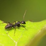 What your ants might look like in Wisconsin - Batzner Pest Control