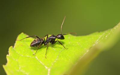 What your ants might look like in Wisconsin - Batzner Pest Control