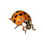 Asian lady beetle control at Batzner Pest Control in Wisconsin - Serving New Berlin, Green Bay, Milwaukee, Madison, Racine and surrounding areas