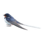 Barn swallow control at Batzner Pest Control in Wisconsin - Serving New Berlin, Green Bay, Milwaukee, Madison, Racine and surrounding areas