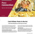 Batzner's guide to eliminate winter pests in Wisconsin