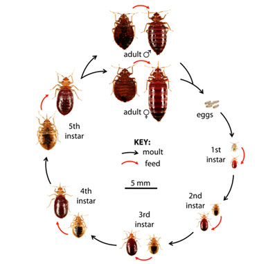 Bed bug life cycle diagram including adult and instar level