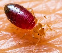 What Do Bed Bug Bites Look Like? Rashes, Symptoms and Treatment | Batzner Pest Control