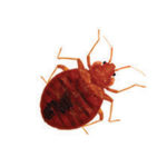 Bed bug control at Batzner Pest Control in Wisconsin - Serving Green Bay, Oshkosh, Madison, Racine, New Berlin and surrounding areas