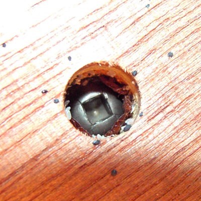 Picture of Bed Bugs: Facts, Infestation and Inspection | Batzner Pest Control