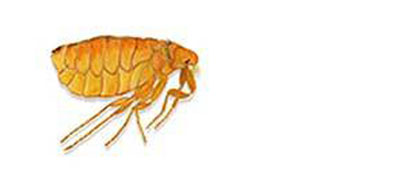 Bird flea - Flea control and extermination by Batzner Pest Control in Wisconsin