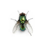 Blow fly control at Batzner Pest Control in Wisconsin - Serving New Berlin, Green Bay, Milwaukee, Madison, Racine and surrounding areas