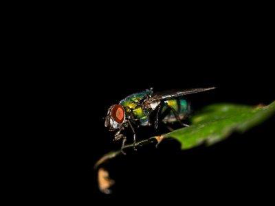 Bottle fly - Fly extermination and fly control by Batzner Pest Control in Wisconsin