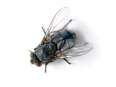 Bottle Fly - Fly Extermination and control by Batzner Pest Control in Wisconsin