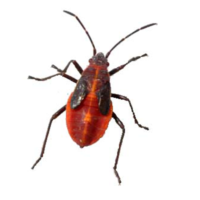 Boxelder Nymph - Boxelder bug extermination services in Wisconsin by Batzner Pest Control