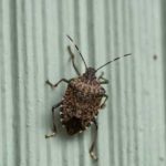 What brown marmorated stink bugs look like in Wisconsin - Batzner Pest Control