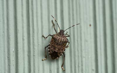 What brown marmorated stink bugs look like in Wisconsin - Batzner Pest Control