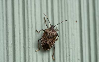 How to Get Rid of Stink Bugs In My House