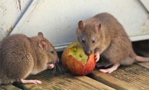 Norway rat removal and control - Batzner Pest Control in Southeast Wisconsin