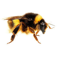 Bumble bee control at Batzner Pest Control in Wisconsin - Serving New Berlin, Green Bay, Milwaukee, Madison, Racine and surrounding areas