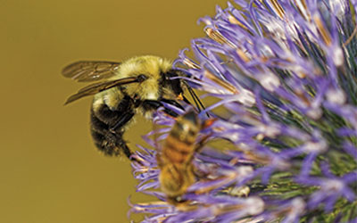 How To Get Rid Of Bumble Bee Nest Under Deck - Bumble Bees - San Antonio & Austin Pest Control : If they already have a lining (like abandoned rodent burrows), that's a bonus because it means less work for the queen.