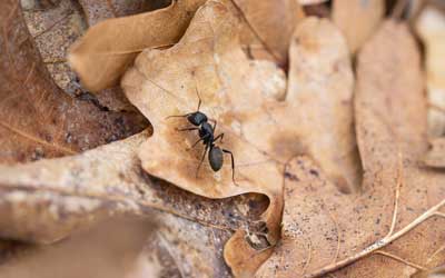A carpenter ant seen in Wisconsin - Batzner Pest Control