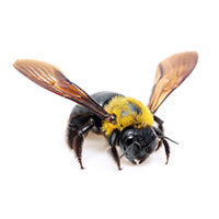 Carpenter bee control at Batzner Pest Control in Wisconsin - Serving New Berlin, Green Bay, Milwaukee, Madison, Racine and surrounding areas